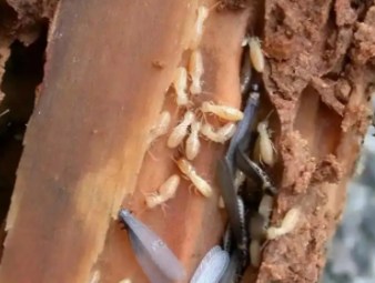 龙里白蚁防治公司分享出租房防虫管理指南，助力房东稳定房源品质